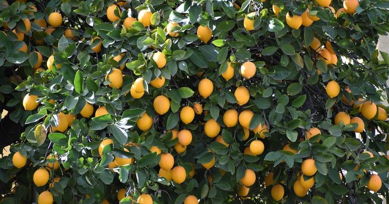 Citronnier maladies photos : 12 symptômes à reconnaître en un clin d'œil