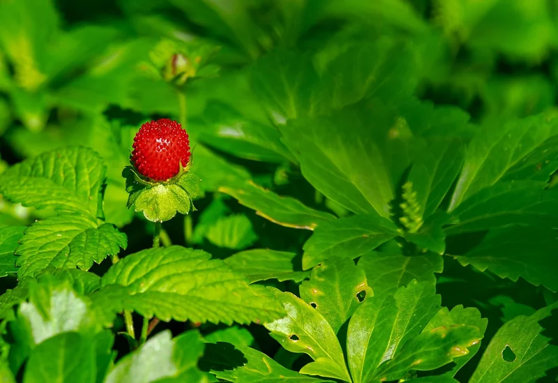 Comment fait-on pousser des fraises concrètement ? Plantation, sol, arrosage