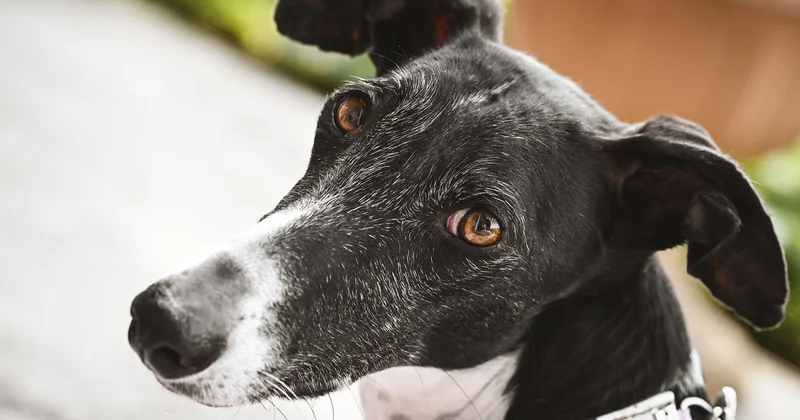 Un chien détecteur est-il fiable à 100 % ?