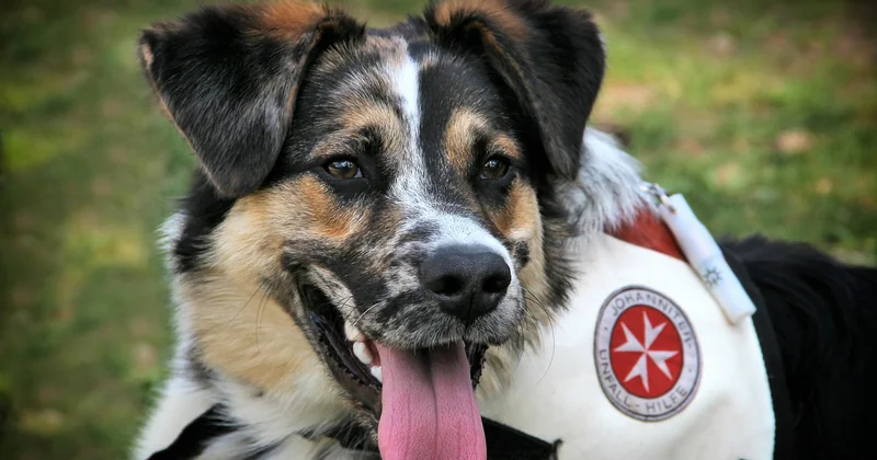 Peut-on acheter un chien détecteur de punaise de lit ?