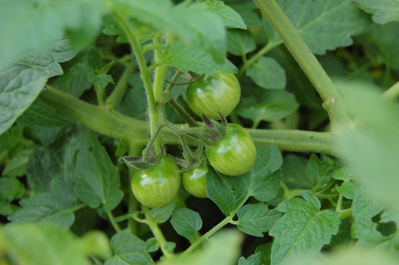 Les tendances 2026 pour transformer mon jardinier bio en allié écoresponsable