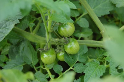 tomate