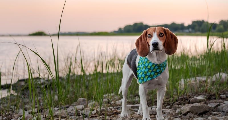 Chien détecteur punaise prix : le vrai coût d'une inspection fiable