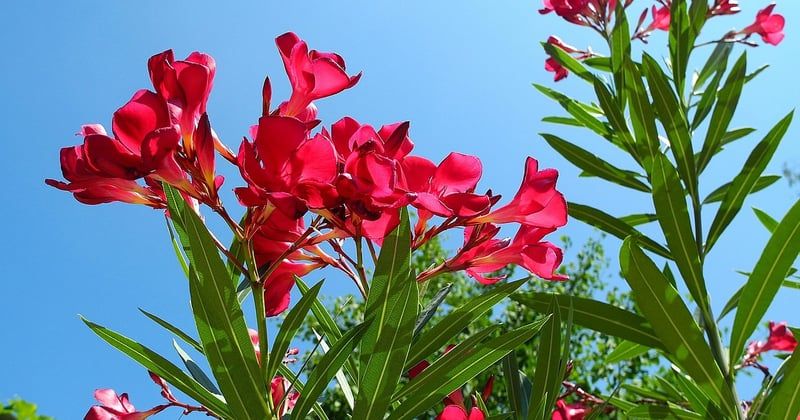 Laurier-rose feuille marron : traitement efficace pour le sauver