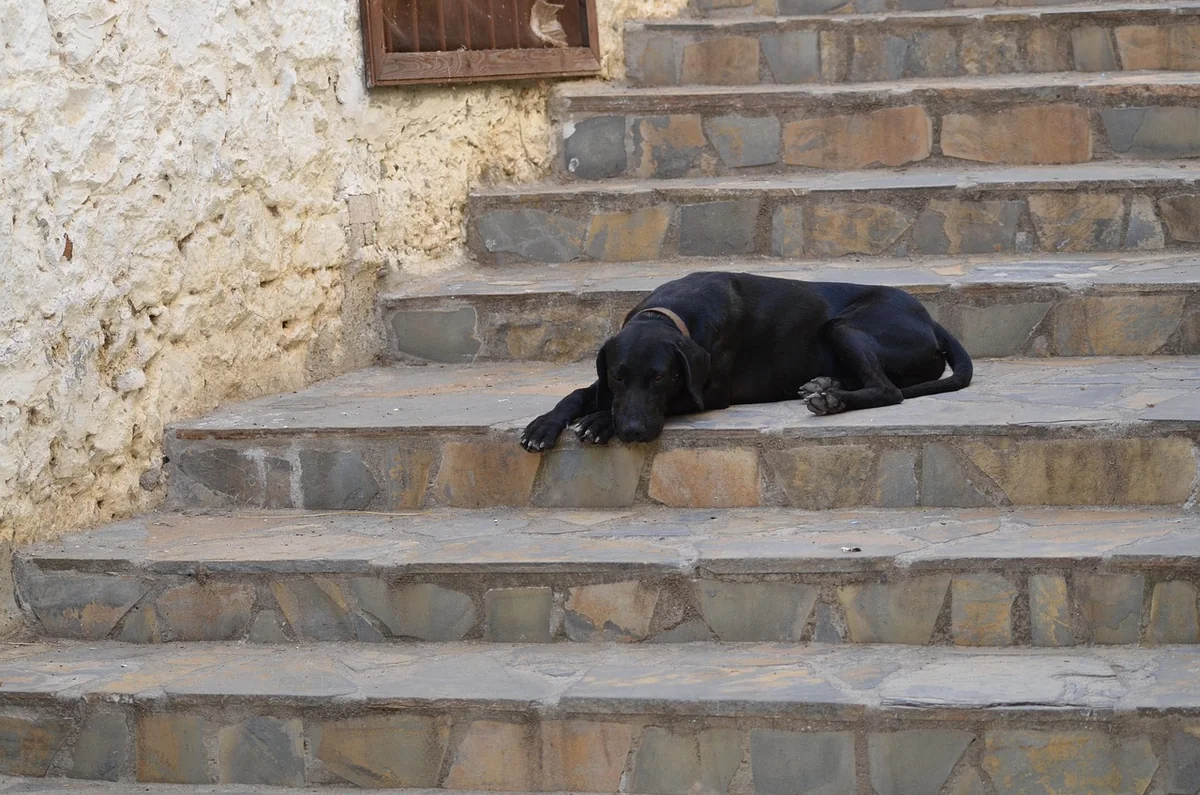 Découvrez le prix d'un monte-escalier Stannah en 2026 et faites le bon choix