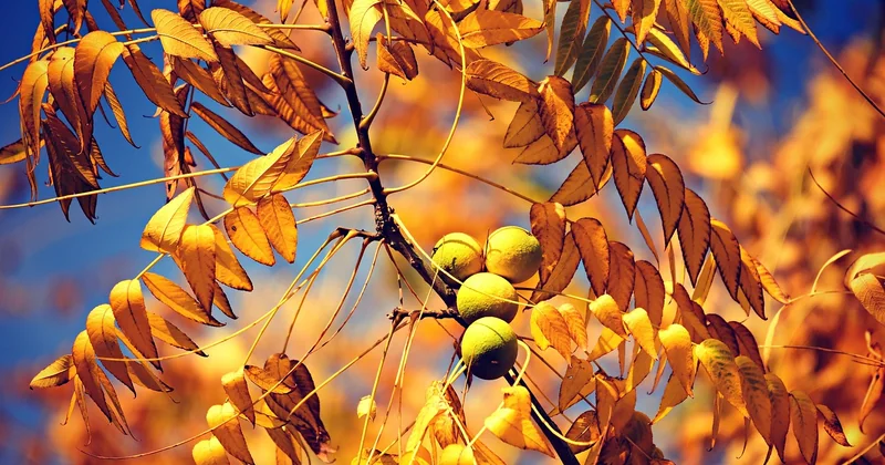 Comment faire pousser un noyer à partir d'une branche ?