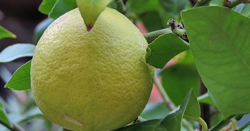 Taches marron sur les feuilles de citronnier : démêler le vrai du faux