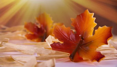 feuille d'automne