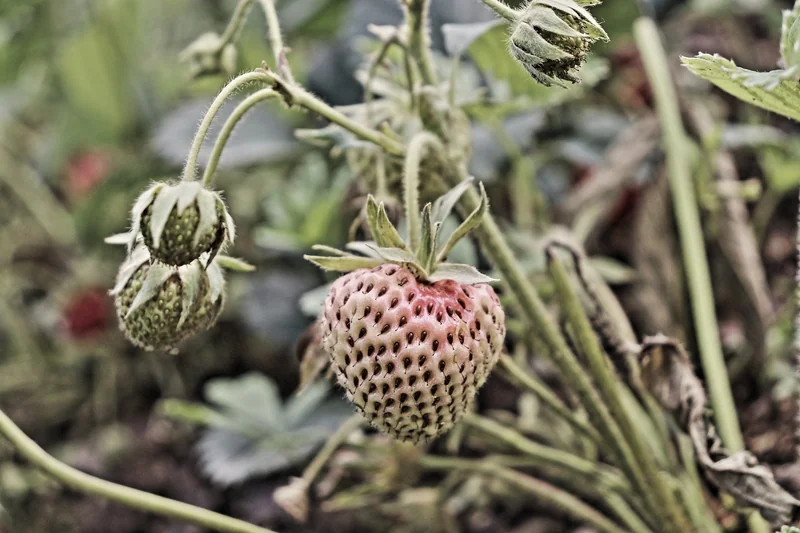 Le cycle de vie du fraisier : de la plantule à la récolte