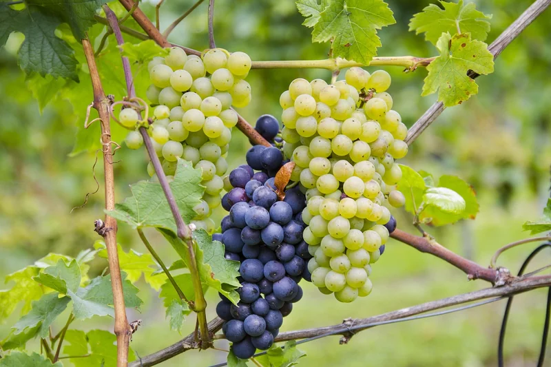 Tableau comparatif : variétés de fraisiers pour les jardiniers