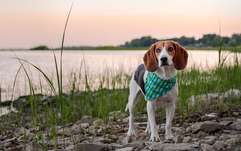 Prix détection canine punaise de lit 2026 : ce qui change cette année