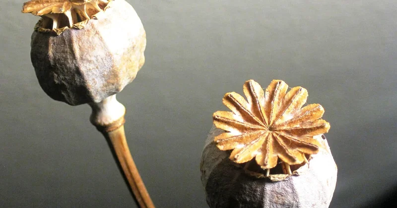 Quelles alternatives qui marchent vraiment ?