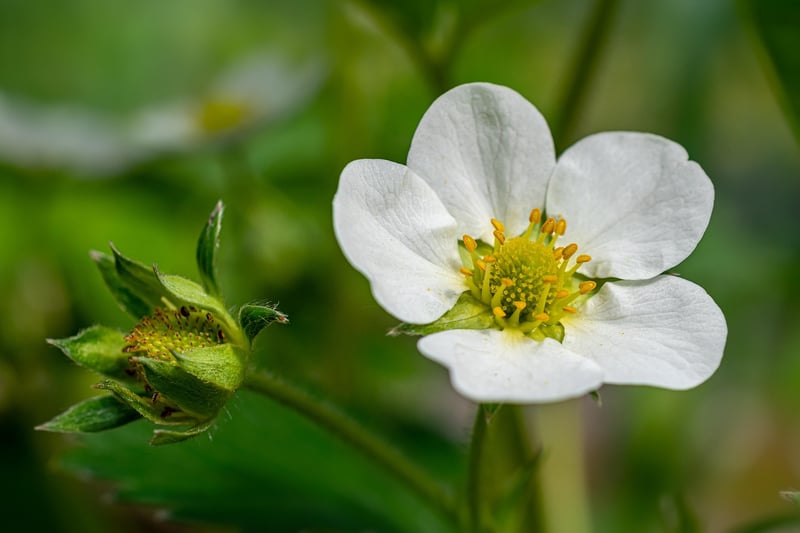 De la fleur au fruit : comment poussent les fraises en 2026