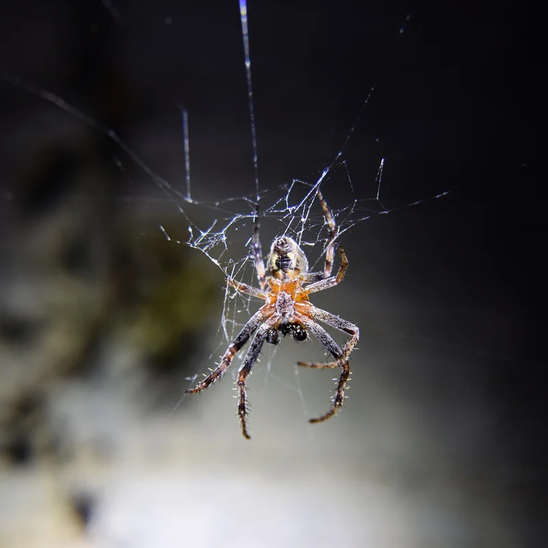 Araignées et autres mythes : piquent-elles vraiment la nuit ?