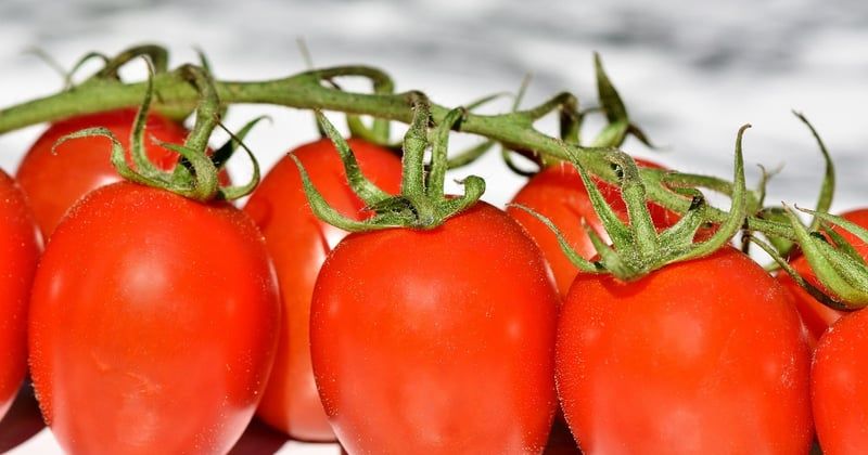 Boostez votre potager 2026 avec les meilleurs tuteurs à tomate efficaces et durables
