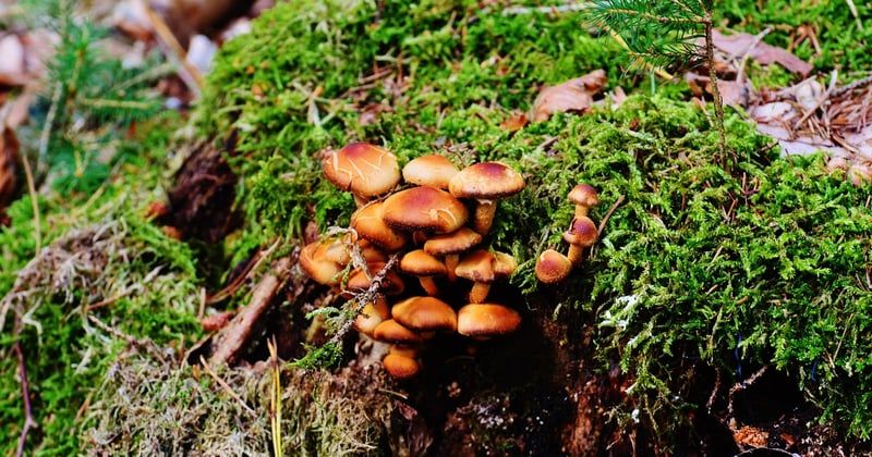 Champignon ressemblant à la mérule : comment l'identifier et réagir vite