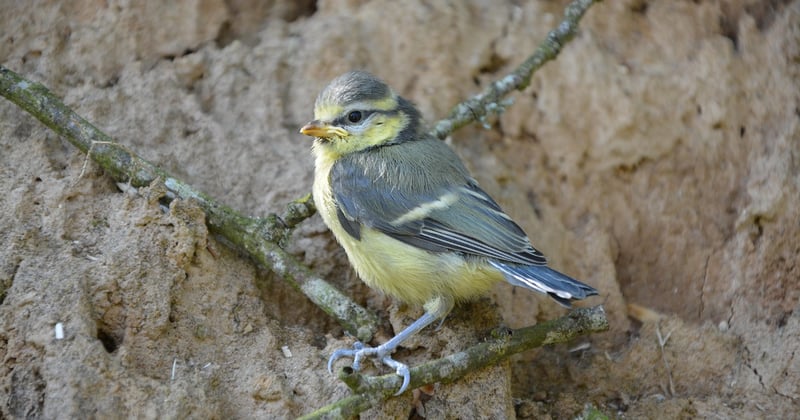 Oisillon mésange : 10 conseils essentiels pour le nourrir et le sauver